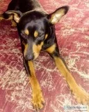 Missing pet
