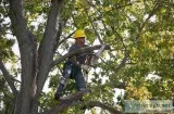 Tree Trimming Service  Charles Tree Services