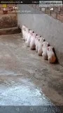 For Pig farming investors