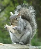 Know How To Remove Squirrel From The Lawn