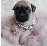 Akc Pug Puppies