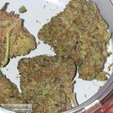 Can bud