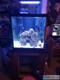 60 gallon cube Reef Ready with reef led