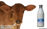 Buy Pure and Fresh Cow Milk from our Farms  Gouamrit