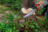 Find The Genuine and Best Tree Removal Near Me Companies