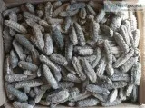 Sea horses and sea cucumbers for sales