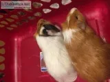 2 male Guinea Pigs and cages