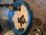 Mastiff puppies