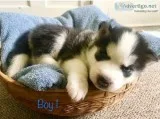 Siberian husky puppies for sale