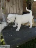 White German shepherd