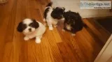 Puppies for sale. Shih- Tzu breed .