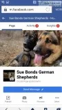 Akc german shepherd puppies