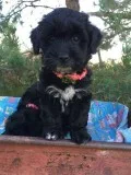 Lhasapoo puppies