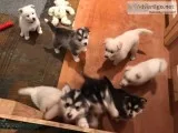 lovely pomsky puppies now available