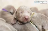 Weimeraner pupies