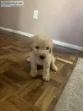 Golden doodle