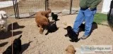AKC Standard Poodle Puppies
