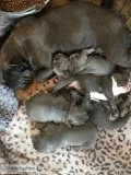Beautiful Blue French Bulldogs