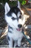 AKC Siberian Husky Puppies