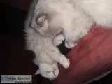 Persian cats