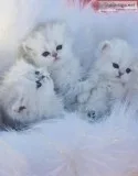 Beautiful Chinchilla Silvers