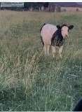 Heifer