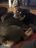3 yr. Female English Bulldog