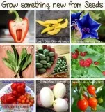 Unusual Plant Seeds for Hobby Gardeners