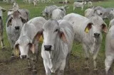 Bonsmara and Brahman Cattles for sale
