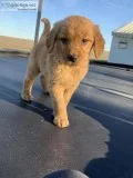 Golden Retriever Puppies For Sale