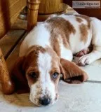 Female LemonWhite Basset Hound Puppy