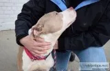 fosters Needed to save NY kill shelter dogs