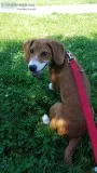 5 month old beagle mix
