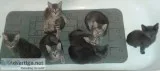 FREE 3 MNTH. OLD KITTENS TO GOOD HOME