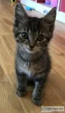 Kitten