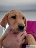 Yellow Lab Puppies