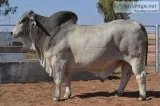 Brahman Bonsmara Nguni for sale