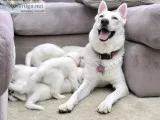 AKC WHITE GERMAN SHEPHERD DOG PUPPIES FOR SALE
