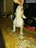 UKC registered Bully breed puppies for sale