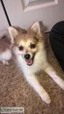 9 month old Pomeranian Pup