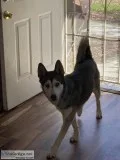 Husky German Shepard