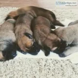 English Mastiff puppies