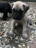 English Mastiff Puppies