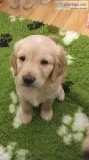 Gorgeous Golden Retriever Puppies For Sale