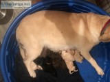 AKC Labrador Retriever Puppies