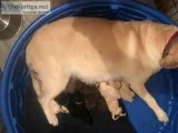 AKC Labrador Retriever Puppies