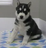 Siberian Huksy puppies for sale