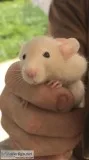 Baby rats for adoption -  free