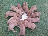 AKC Rhodesian Ridgeback pups