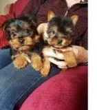 Quality Bred Family Rasied Yorkie Pup